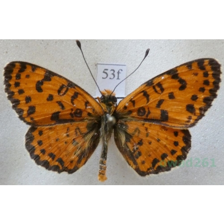Melitaea didyma (Esper, 1778) male Przeplatka didyma Greece53f